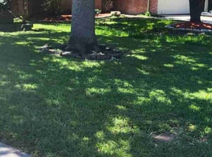 Kathrine S.'s Lawn Maintenance service result