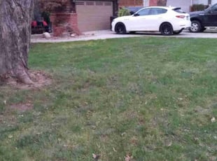 Leaf Removal by Nicole Gorman for Sharon S. in Kansas City, KS