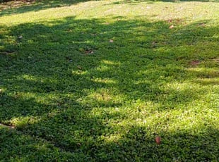 David W.'s Lawn Care service result
