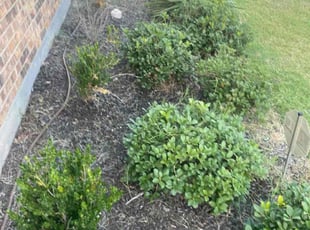 Weeding by Michael Garza for Brandon J. in Fort Worth, TX