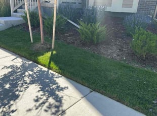 Matthew S.'s Lawn Care service result