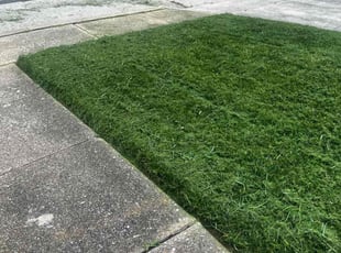 Tracey L.'s Lawn Mowing Service service result