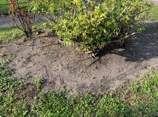 Bush Trimming by Dewante Deas for Jade G. in Deerfield Beach, FL