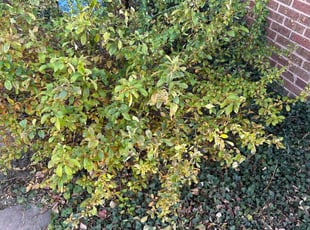 Bush Trimming by Justin Hands for Taylor J. in Denver, CO