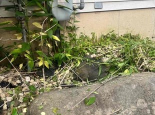 Cleanups by Nathaniel Ray for Charles H. in Madison, WI