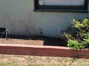 Landscaping by Mark Cowper for Opal O. in Riverside, CA