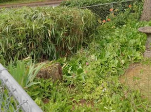 Bush Trimming by Robert Marsico for Chris H. in Portland, OR