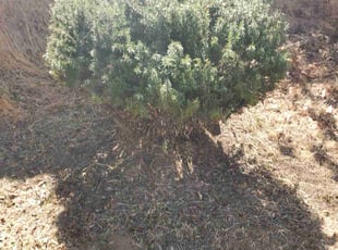 Bush Trimming by Orlando Miranda for Samantha A. in Chula Vista, CA