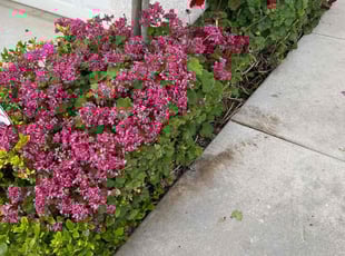 Bush Trimming by Eddie E for Wilson A. in Fresno, CA