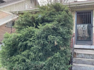 Bush Trimming by Eugenio PΓ©rez for Patrick D. in Denver, CO