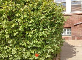 Bush Trimming by Bob Gilbert for Matthew S. in Pittsburgh, PA