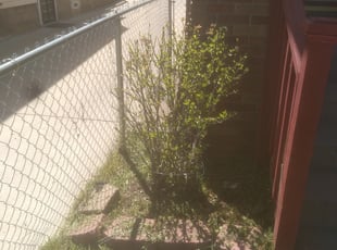 Bush Trimming by Jacob Jumper for Danielle D. in Grand Rapids, MI