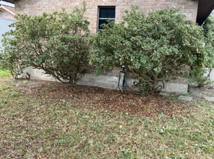Bush Trimming by Ladarius Evans for Miranda S. in Corpus Christi, TX
