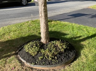 Mulching by Elder E Larios for David R. in Gaithersburg, MD