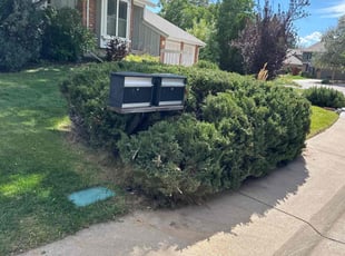 Bush Trimming by Jonathan Nguyen for Daren R. in Centennial, CO