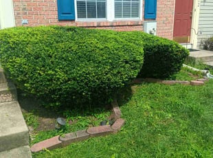 Bush Trimming by Brittne Bryan for Melissa D. in Joppatowne, MD