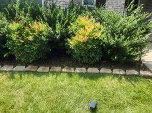 Robert R.'s Flower Bed Weeding service result