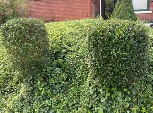 Bush Trimming by Bradley Taylor for Mathew R. in Pittsburgh, PA