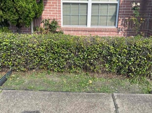 Bush Trimming by Emilius Henry for Isela V. in Houston, TX