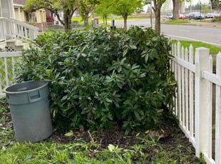 Bush Trimming by Jay Chavez for Douglas G. in Auburn, WA