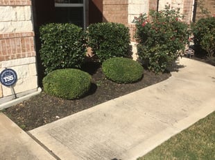 Bush Trimming by Jasen Scheler for Jayne M. in Round Rock, TX
