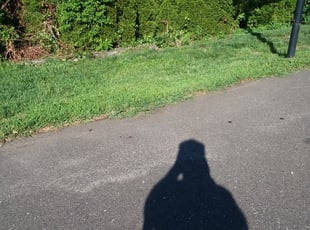 Bush Trimming by Matthew Spinelli for Susan H. in Bridgeport, CT