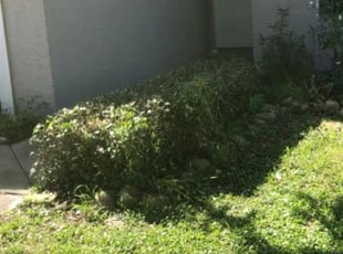 Bush Trimming by Olga Diaz for Lenea F. in Orlando, FL