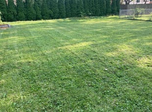 Jeannie D.'s Lawn Mowing Service service result