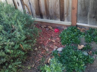 Weeding by Alfredo Contreras for Chen Z. in San Jose, CA