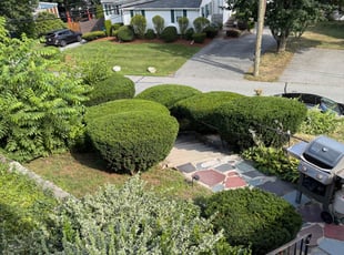 Michael F.'s Bush Trimming service result