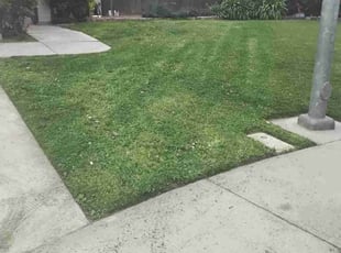 Sierra H.'s Yard Cutting service result