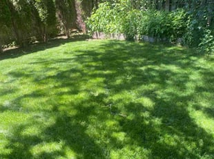 Bush Trimming by Nick Jefferson for Tim B. in Milwaukee, WI