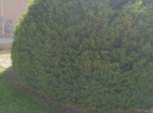 Bush Trimming by Manuel Lucero for Jeannine W. in Albuquerque, NM
