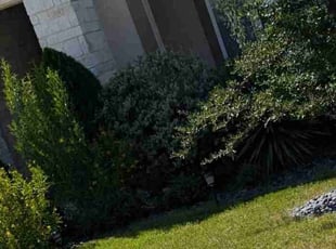 Bush Trimming by Marc Davis for Don R. in San Antonio, TX