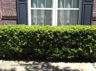 Bush Trimming by Gralin Johnson for 9016 Fremont tr Fort Worth, TX 76244 M. in Keller, TX