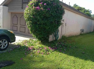 Bush Trimming by Marvel Carmichael for martin d. in Longwood, FL