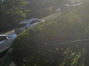 Bush Trimming by James Abernathy for Geraldin G. in Cincinnati, OH