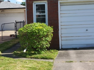 Bush Trimming by Benjiman Pultorak for Mary L. in Eastpointe, MI