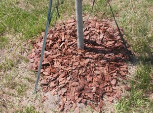 Mulching by David Hatfield for Robert B. in St. Augustine, FL