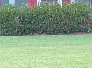 Adeline K.'s Lawn Mowing Service service result