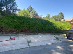 Bush Trimming by Tylon Newcomb for Sandra V. in Aurora, CO