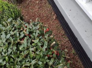 Weeding by Joseph White for Beth R. in Lenoir City, TN
