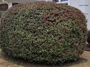 Bush Trimming by Nathan Christiansen for Dylan D. in Chattanooga, TN