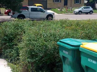Bush Trimming by Jacques Chauvin for Davis T. in Lakewood, CO