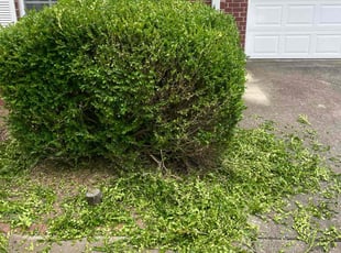 Mallorie G.'s Bush Trimming service result