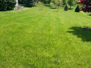 Matthew M.'s Lawn Mowing service result