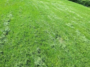 Wendy S.'s Yard Cutting service result