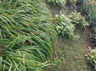 Weeding by Allan Roberts for Lineth B. in Washington, DC