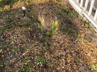 Weeding by Joseph Grasso for Melissa D. in Orlando, FL