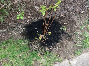 Mulching by Corey Schmitter for Natalia A. in Indianapolis, IN